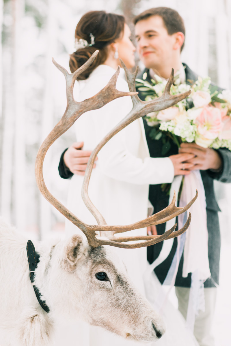 Северный олень на свадьбе